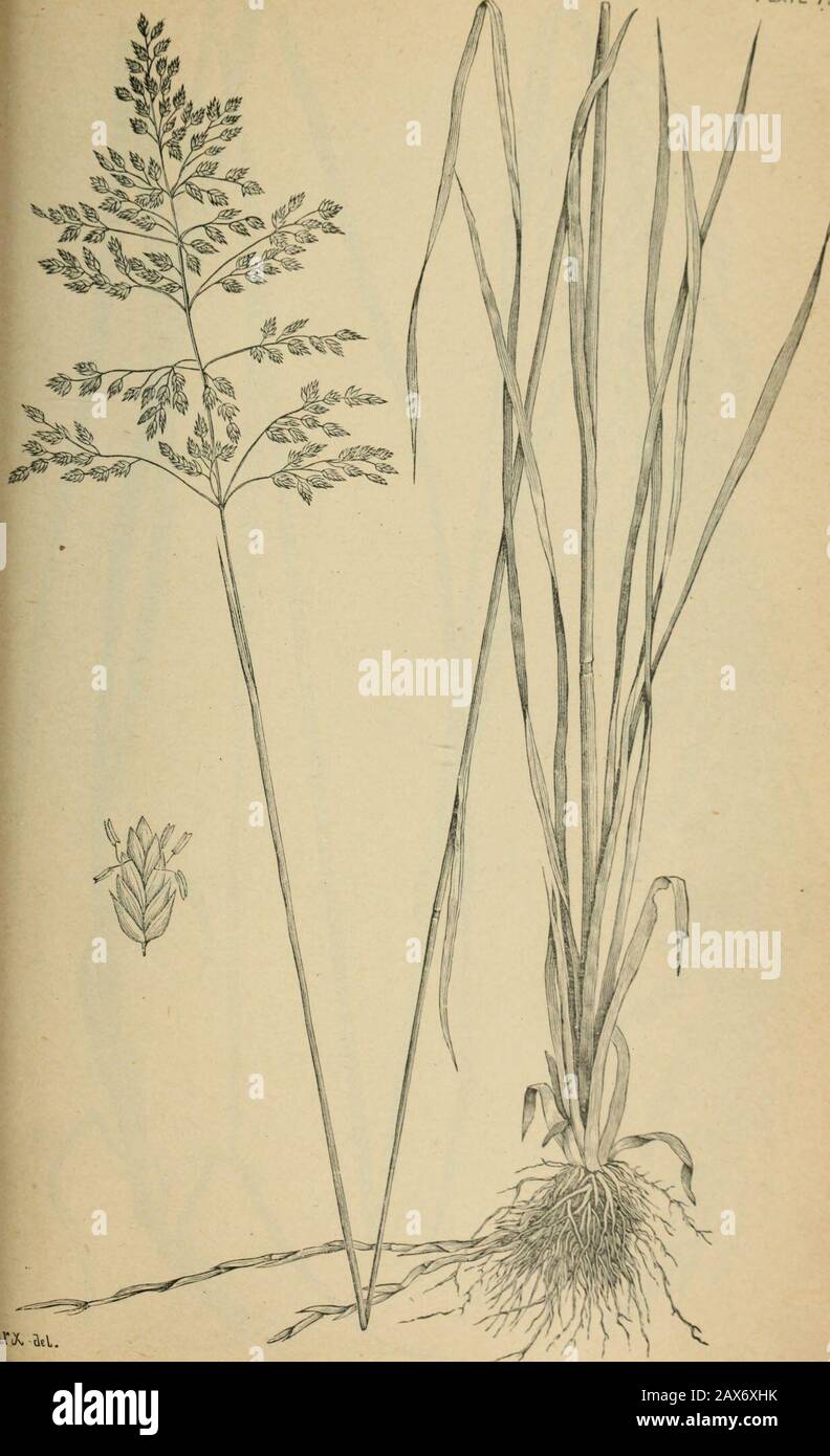 The agricultural grasses and forage plants of the United States; and such foreign kinds as have been introduced . Poa compressa. English blue gras Plate 7!. iX^-ad. Poa pratensis, Kentucky blue grass, Jijn, grass. Plate 7 Stock Photo