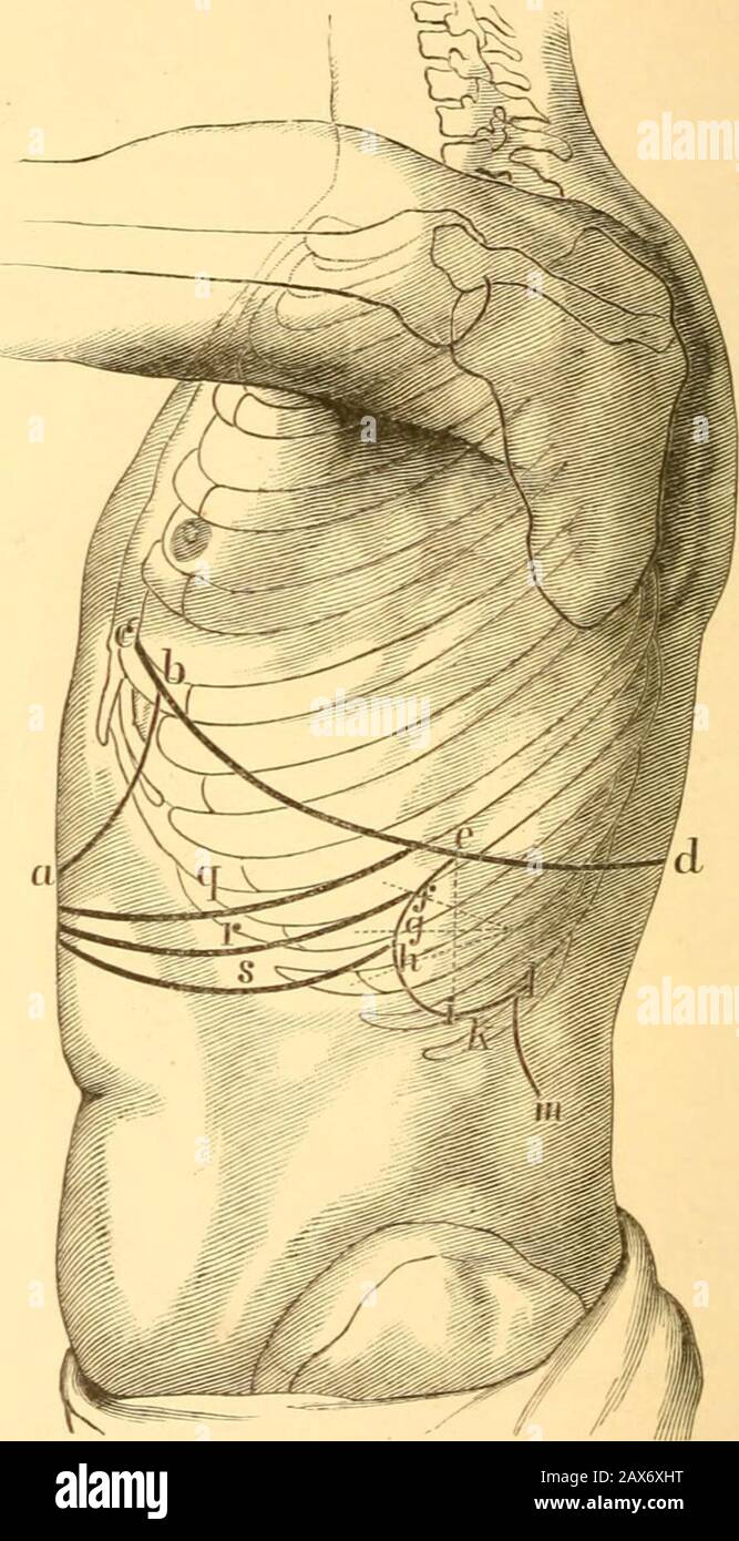 A manual of auscultation and percussion; . The horizontal line indicates the regional division of the lateralaspect of the chest. ab, lower boundary of right lung; cd, lower boundary of hepaticflatness ; cj upper boundary of hepatic dulness; g, border of kidney. 38 INTRODUCTION below by the sixth rib, and the infra-mammary regionis the portion of the chest below the sixth rib. Posteriorly the divisions are into the scapular, theinfra-scapular, and inter-scapular regions. The scapular Fig. 4.. ab, boundary of hepatic flatness; &lt;•-. lower boundary of left lung:(../. &lt;/. h, i, k. 1. bounda Stock Photo