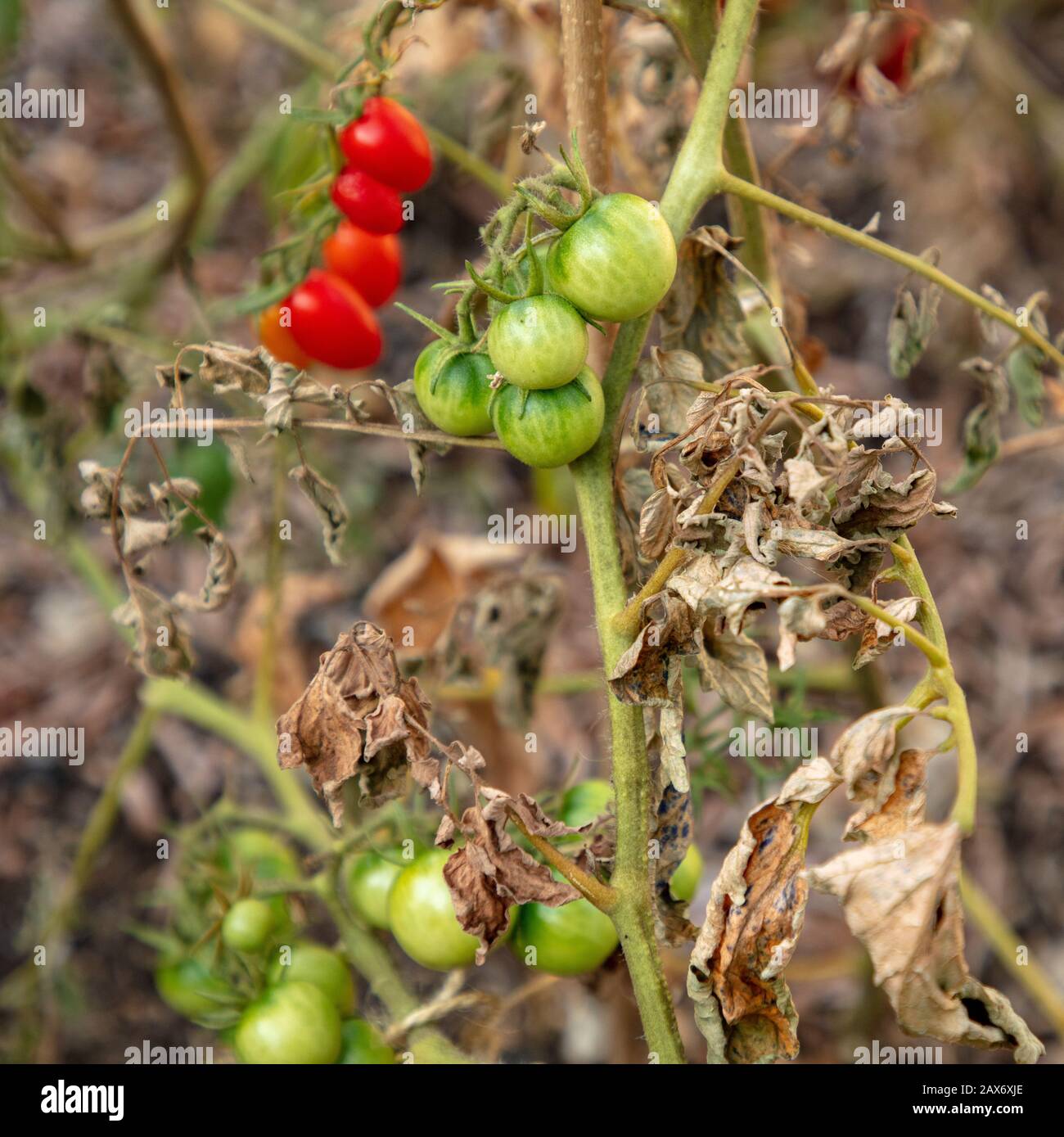 Outdoor tomato plants seen with Fusarium wilt affecting the leaves. Stock Photo