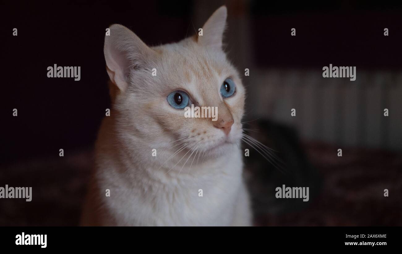 Closeup of a white cat with blue eyes under the lights with a blurry