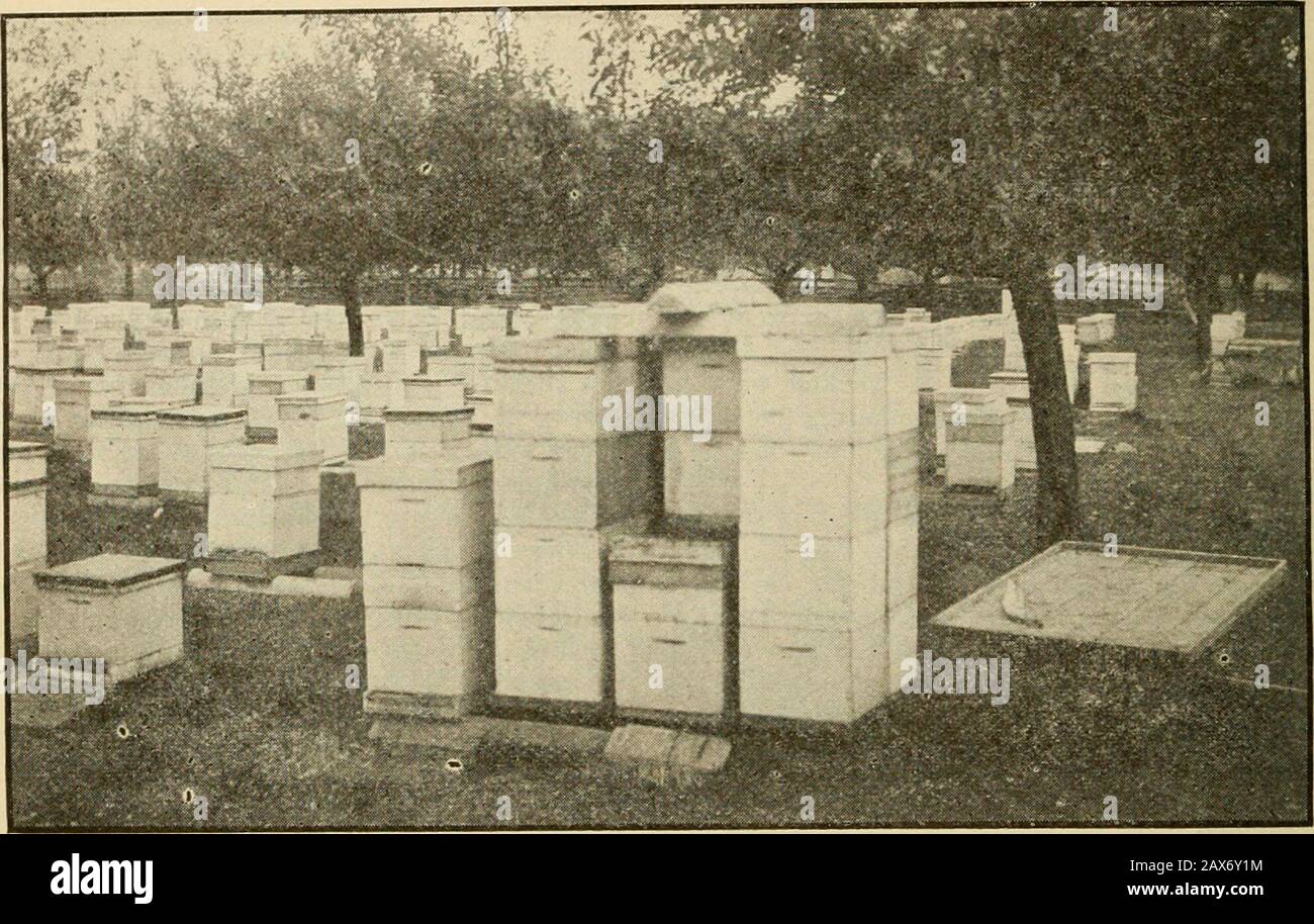 Cleaning bee hive hires stock photography and images Alamy