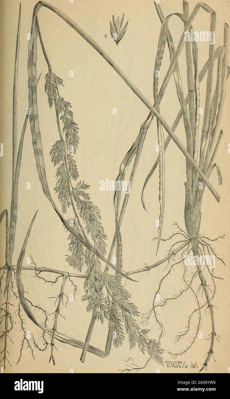 The agricultural grasses and forage plants of the United States; and such foreign kinds as have been introduced . Dactylis glomerata, Orchard gi Plate 73. Poa arachxifera. Texas blue eras 1--. Stock Photo