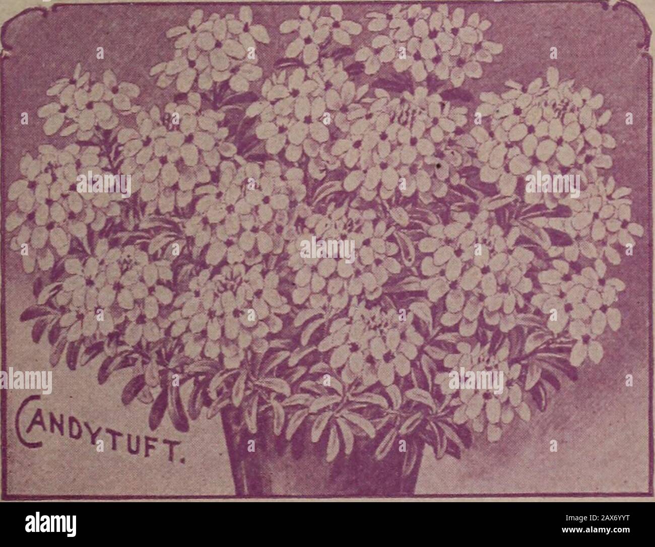 Christmas Plant Pot Seeds Hi res Stock Photography And Images Alamy Christmas Plant Pot Seeds Hi res Stock Photography And Images Alamy