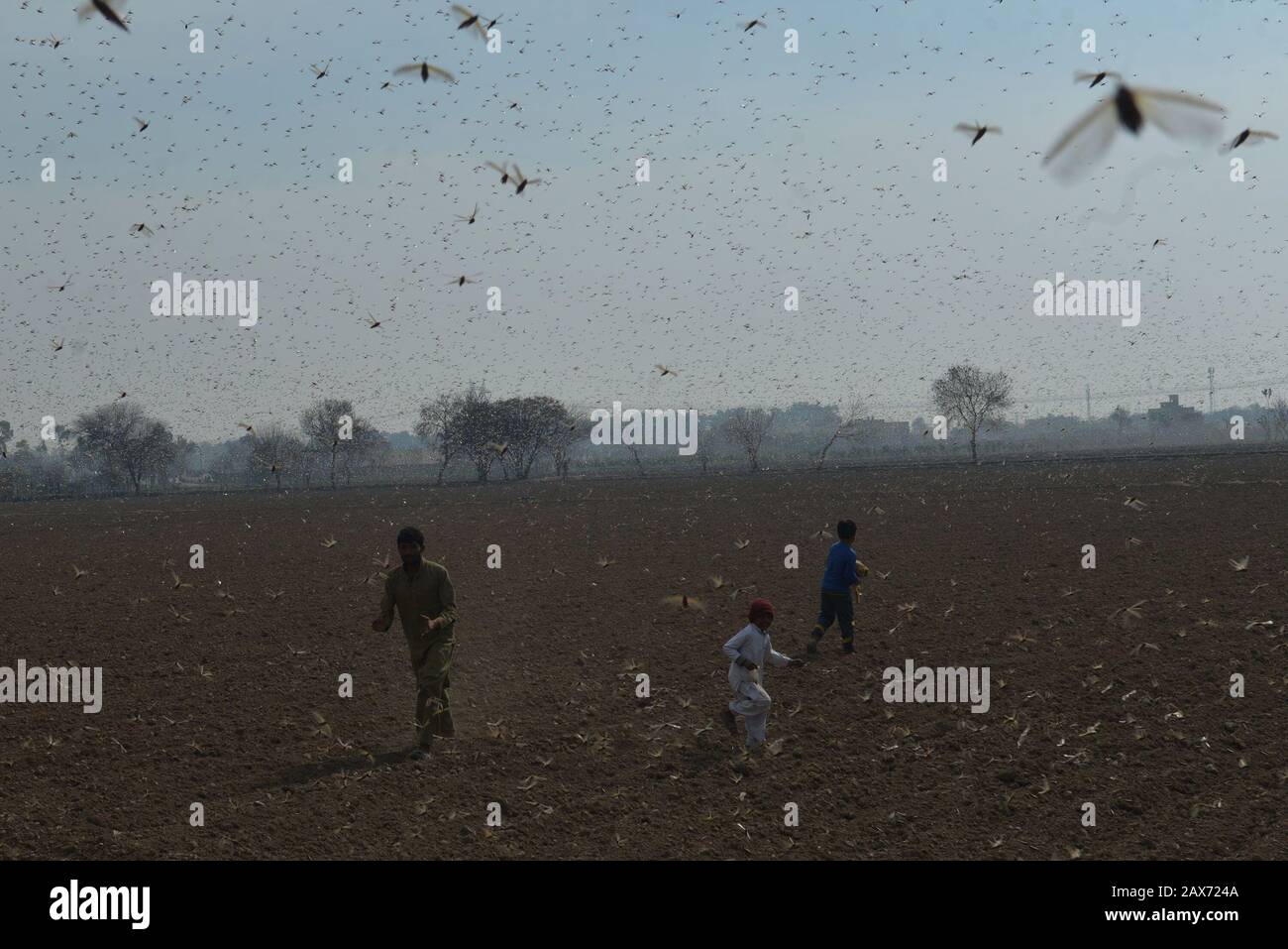 A large number of desert locusts, herbivores that resemble grasshoppers attacked on crops of Chak-No 35/2R area near district Okara. Desert locusts in particular can swarm into groups of between 40 and 80 million creatures, devastating crops intended for human consumption. Capable of eating their own weight each day, a swarm as large as the one mentioned above, could devour more than 190 million kilos of plants on a daily basis.The swarms of desert locusts have reached central parts of Punjab from its southern areas while authorities are betting on experts' opinion that these insects are here Stock Photo