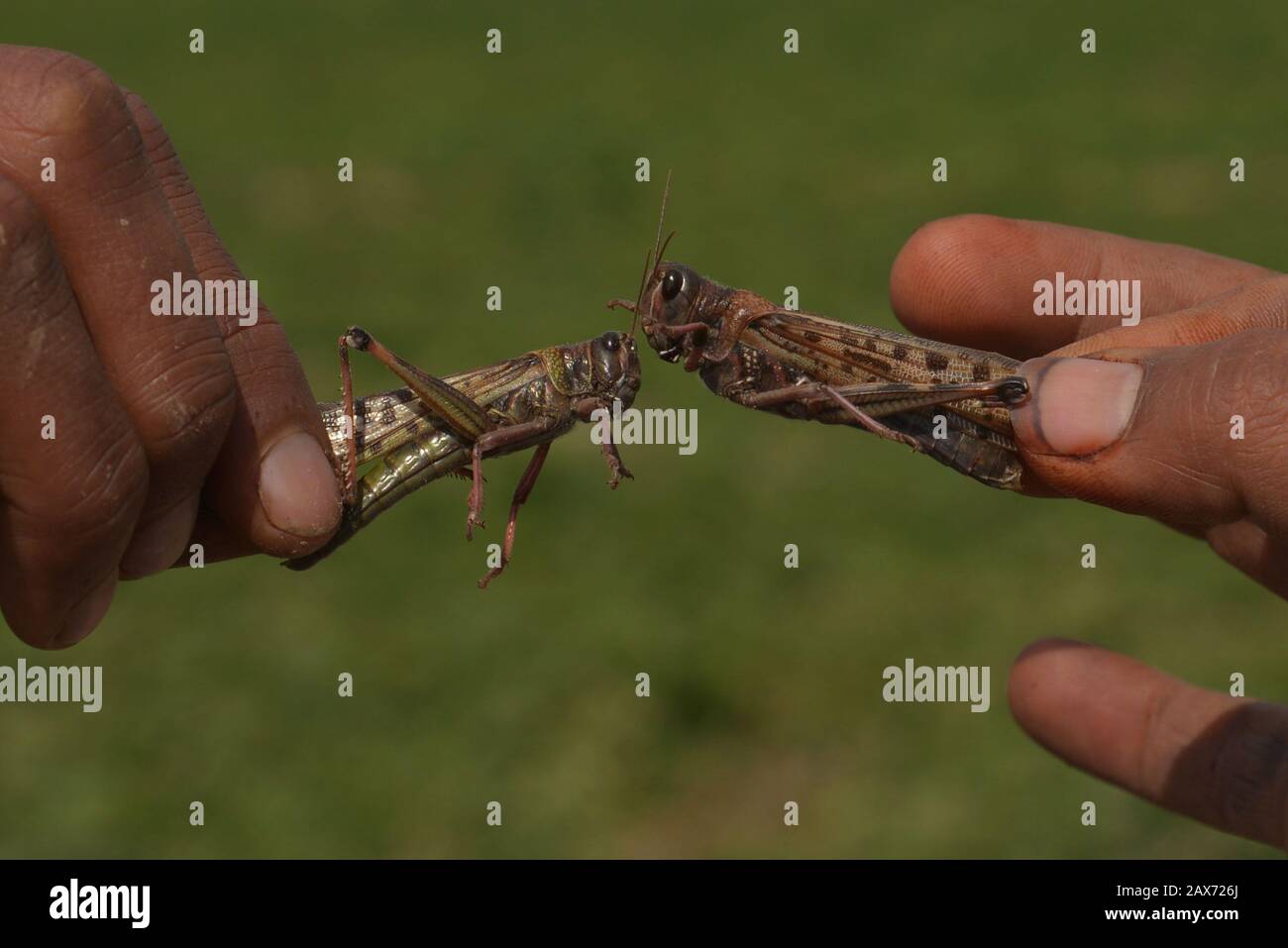 A large number of desert locusts, herbivores that resemble grasshoppers attacked on crops of Chak-No 35/2R area near district Okara. Desert locusts in particular can swarm into groups of between 40 and 80 million creatures, devastating crops intended for human consumption. Capable of eating their own weight each day, a swarm as large as the one mentioned above, could devour more than 190 million kilos of plants on a daily basis.The swarms of desert locusts have reached central parts of Punjab from its southern areas while authorities are betting on experts' opinion that these insects are here Stock Photo