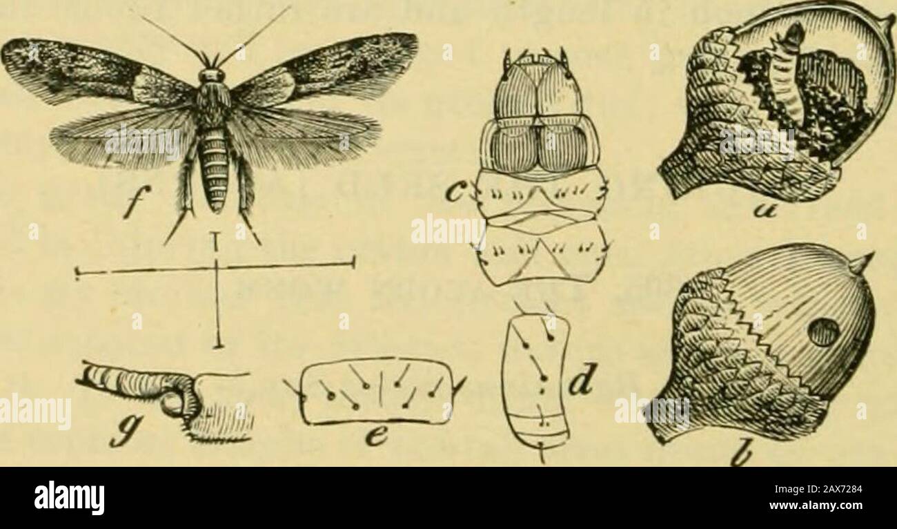 Fifth report of the United States Entomological Commission, being a revised and enlarged edition of Bulletin no7, on insects injurious to forest and shade trees . Riley received from H. K. Morri-son, Fort Grant, Ariz., July 26, 1882, a lot ofacorns o1i,Q. grisea infested by larvai of the above insect, each contain-ing apparently only one larva. The larvje left the acorns as soon as re-ceived and entered the ground. They are yellow, head reddish brown,mandibles dark brown. The beetles issued from April 28 to May 21,1883. (Unpublished notes.) 307. The acokn moth. Holcocera glandulella Riley. Ord Stock Photo