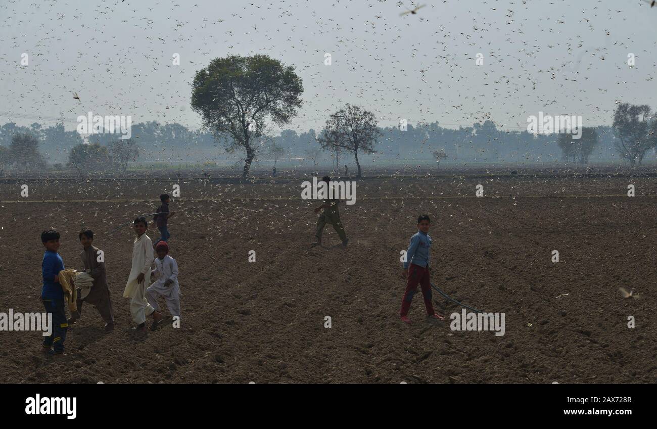 A large number of desert locusts, herbivores that resemble grasshoppers attacked on crops of Chak-No 35/2R area near district Okara. Desert locusts in particular can swarm into groups of between 40 and 80 million creatures, devastating crops intended for human consumption. Capable of eating their own weight each day, a swarm as large as the one mentioned above, could devour more than 190 million kilos of plants on a daily basis.The swarms of desert locusts have reached central parts of Punjab from its southern areas while authorities are betting on experts' opinion that these insects are here Stock Photo