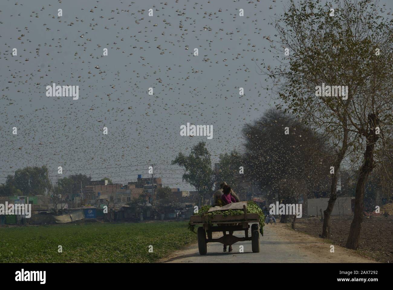 A large number of desert locusts, herbivores that resemble grasshoppers attacked on crops of Chak-No 35/2R area near district Okara. Desert locusts in particular can swarm into groups of between 40 and 80 million creatures, devastating crops intended for human consumption. Capable of eating their own weight each day, a swarm as large as the one mentioned above, could devour more than 190 million kilos of plants on a daily basis.The swarms of desert locusts have reached central parts of Punjab from its southern areas while authorities are betting on experts' opinion that these insects are here Stock Photo