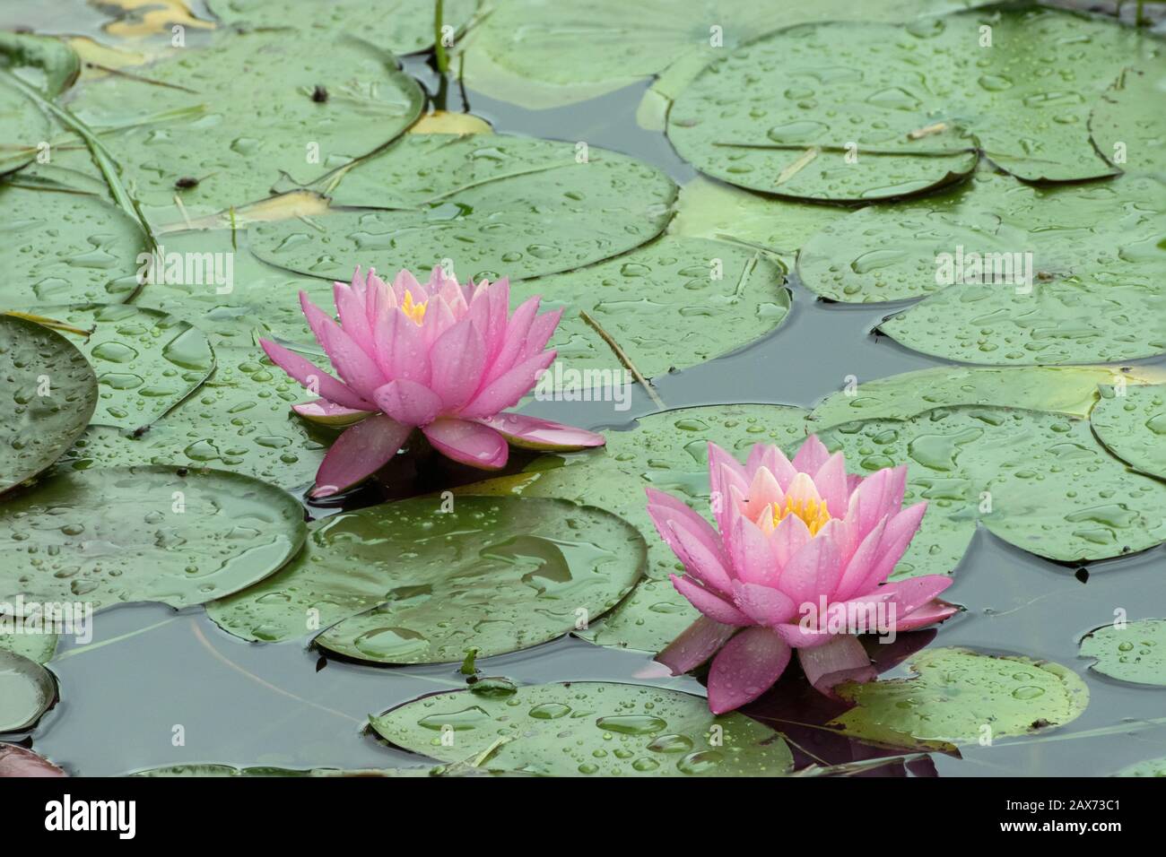 Pink Rain Lilies High Resolution Stock Photography And Images Alamy