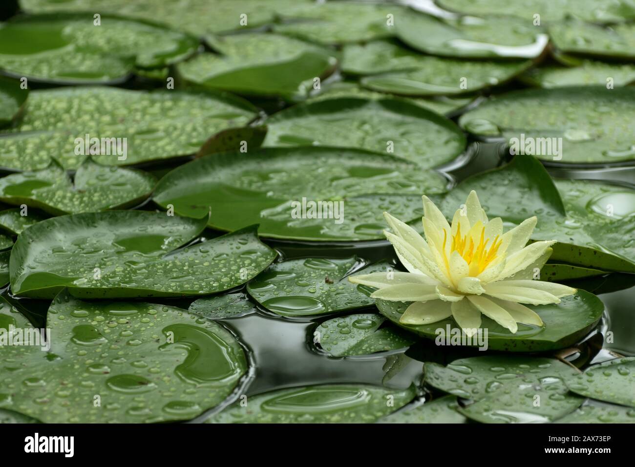 Single yellow Water Lily and green lily pads floating on pond, covered with water drops after a Spring rain. Stock Photo