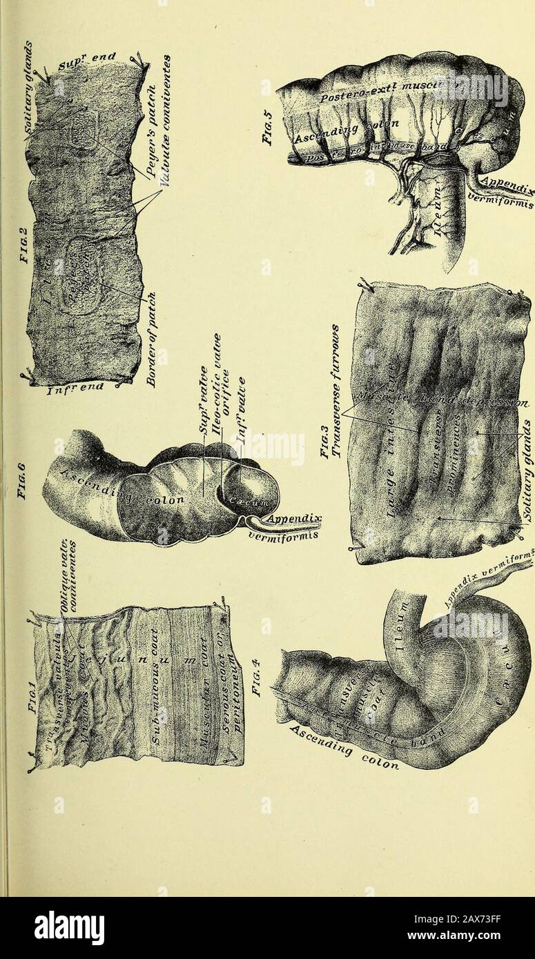 Hilus High Resolution Stock Photography And Images Alamy