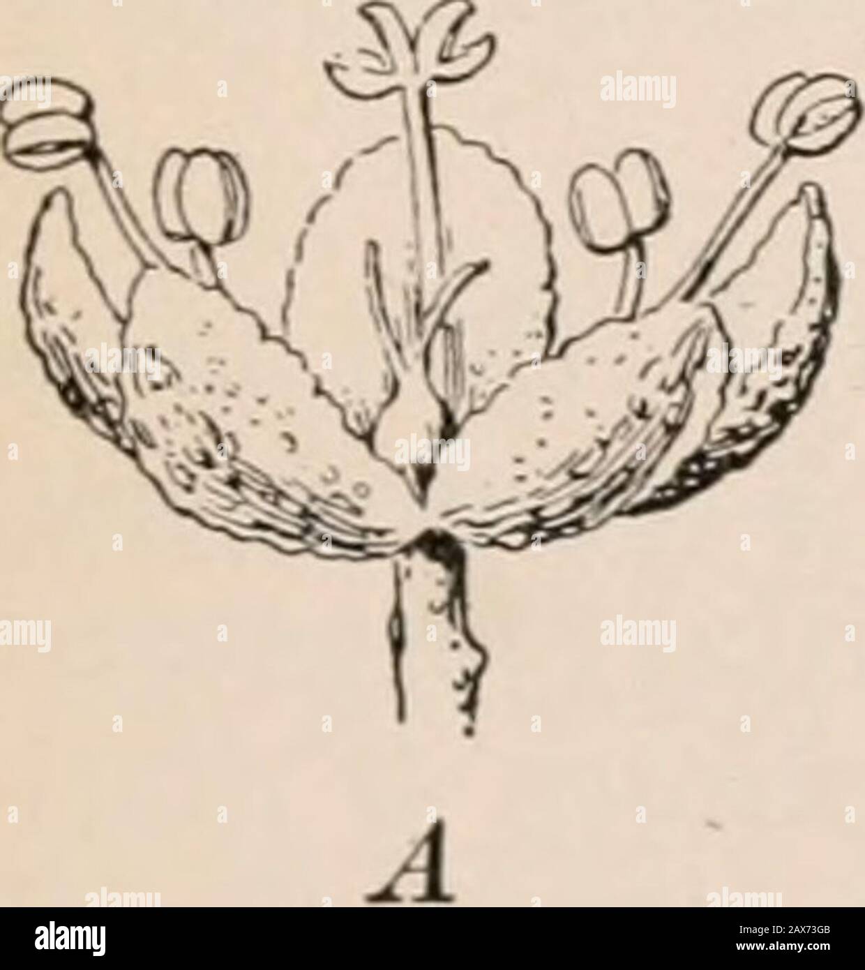 Bergen's botany, key and floraNorthern and central states ed . from the ovary. Corolla wanting. Stamens usually 5, opposite the sepals. Styles or stigmas generally 2. Fruit with 1 seed, usually inclosed in a small, bladdery sac, sometimes an akene. GOOSEFOOT FAMILY 73 I. SPINACIA L. Herbs. Flowers dioecious, in close axillary clusters. Stami-nate flowers 3-o-sepaled, with 4 or 5- projecting stamens ; pis-tillate flowers with a tubular 2-toothed or 4-toothed calyx. 1. S. oleracea Mill. Spinach. A soft animal or biennial herb.Leaves triangular, ovate, or halberd-shaped, petioled. Cultivatedfrom Stock Photo