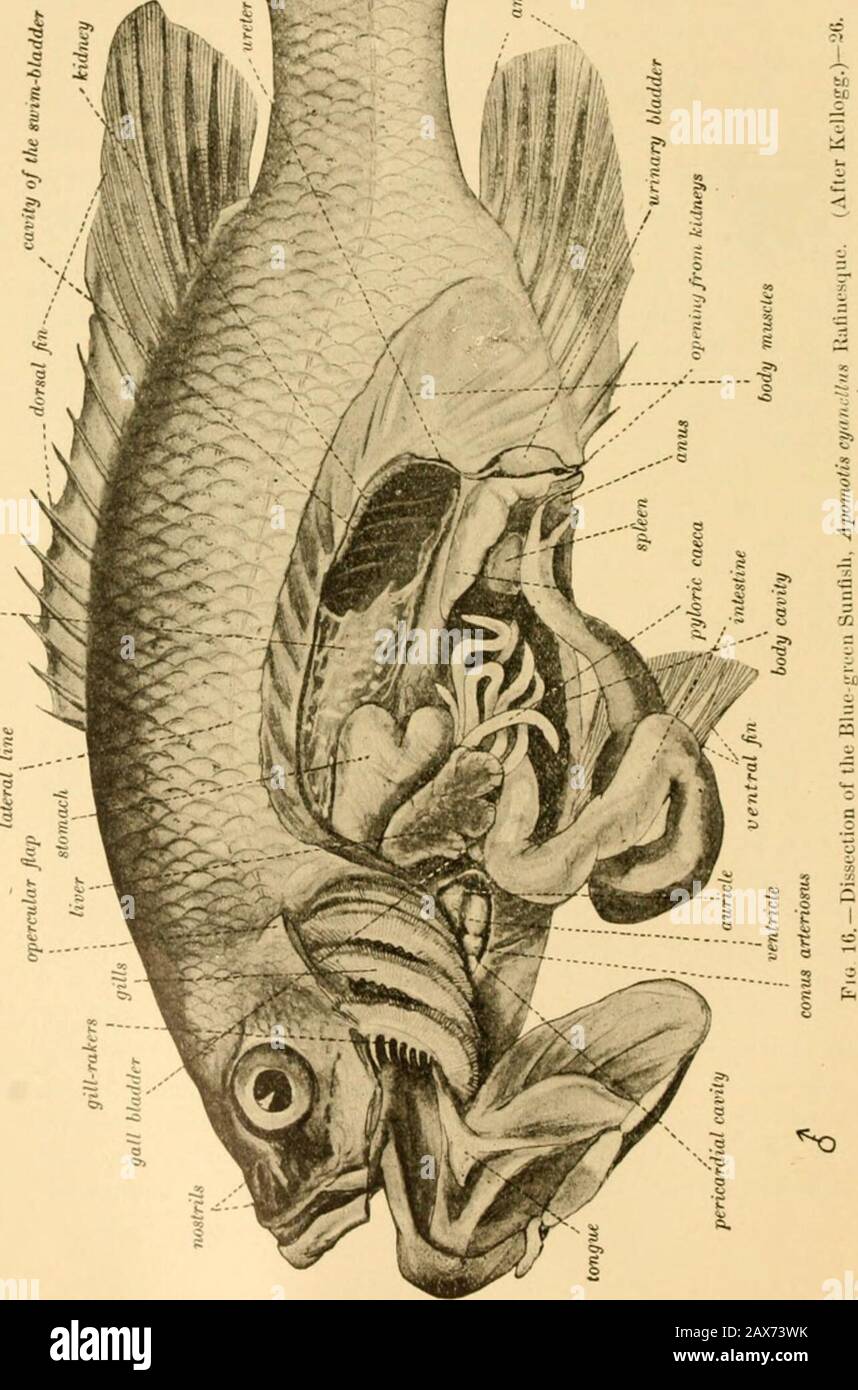 Fishes . ?I to to ifM» I i -I. The Dissection of the Fish 27 Next it flows into the thick-walled ventricle, whence by therhythmical construction of its walls it is forced into an arterialbulb which lies at the base of the ventral aorta, which carriesit on to the gills. After passing through the fine gill-filaments,it is returned to the dorsal aorta, a large blood-vessel which ex-tends along the lower surface of the back-bone, giving out branchesfrom time to time. The kidneys in fishes constitute an irregular mass under theback-bone posteriorly. They discharge their secretions throughthe urete Stock Photo