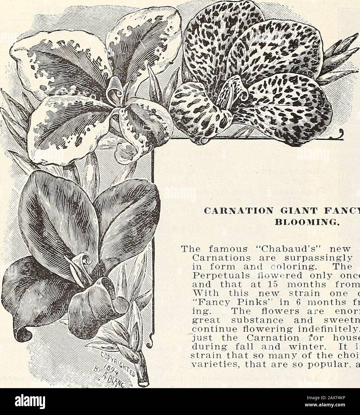 Currie's farm and garden annual : spring 1915 . CANTERBURY BELLS. G6 CURRIE BROTHERS COMPANY, MILWAUKEE, WIS.. CARNATION GIANT FANCY EVER BLOOMING. The famous Chabauds new strain ofCarnations are surpassingly beautifulin form and coloring. The old stylePerpetuals flowered only once a year,and that at 15 months from sowing.With this new strain one can haveFancy Pinks in 6 months from sow-ing. The flowers are enormous, ofgreat substance and sweetness, andcontinue flowering indefinitely. This isjust the Carnation for house cultureduring fall and winter. It is in thisstrain that so many of the cho Stock Photo