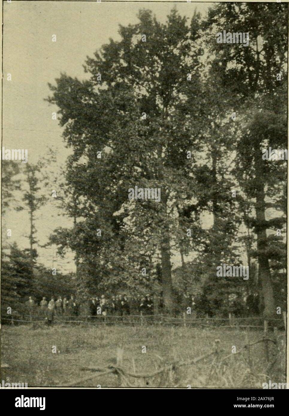 Mitteilungen der Deutschen Dendrologischen Gesellschaft . Schloß Vogelzanck.. Liquidambar styraciflua,i6 m hoch, 2,60 m Umfang, 115 Jahre alt, in Vogelzanck bei Hasselt. 46 Dr. F. Graf von Schwerin u. Begas: 1913. 2122 23242526 27 2829303132 33 34353Ö3738 3940 41424344 4546 47 48: 49 50 51 52 53 54 55 56 57 58 59606162 Catalpa bignonioidesPinus Slrobus . . (vor dem Park am Wasser)Picea sitkaensisTaxodium distichum .Larix europaeaQuercus pedunculataPrunus serotina var (im Park) Castanea vescaCatalpa bignonioidesQuercus Phellos . — pedunculata picta — — cristata — — pyramidalis .Fagus silvatica Stock Photo