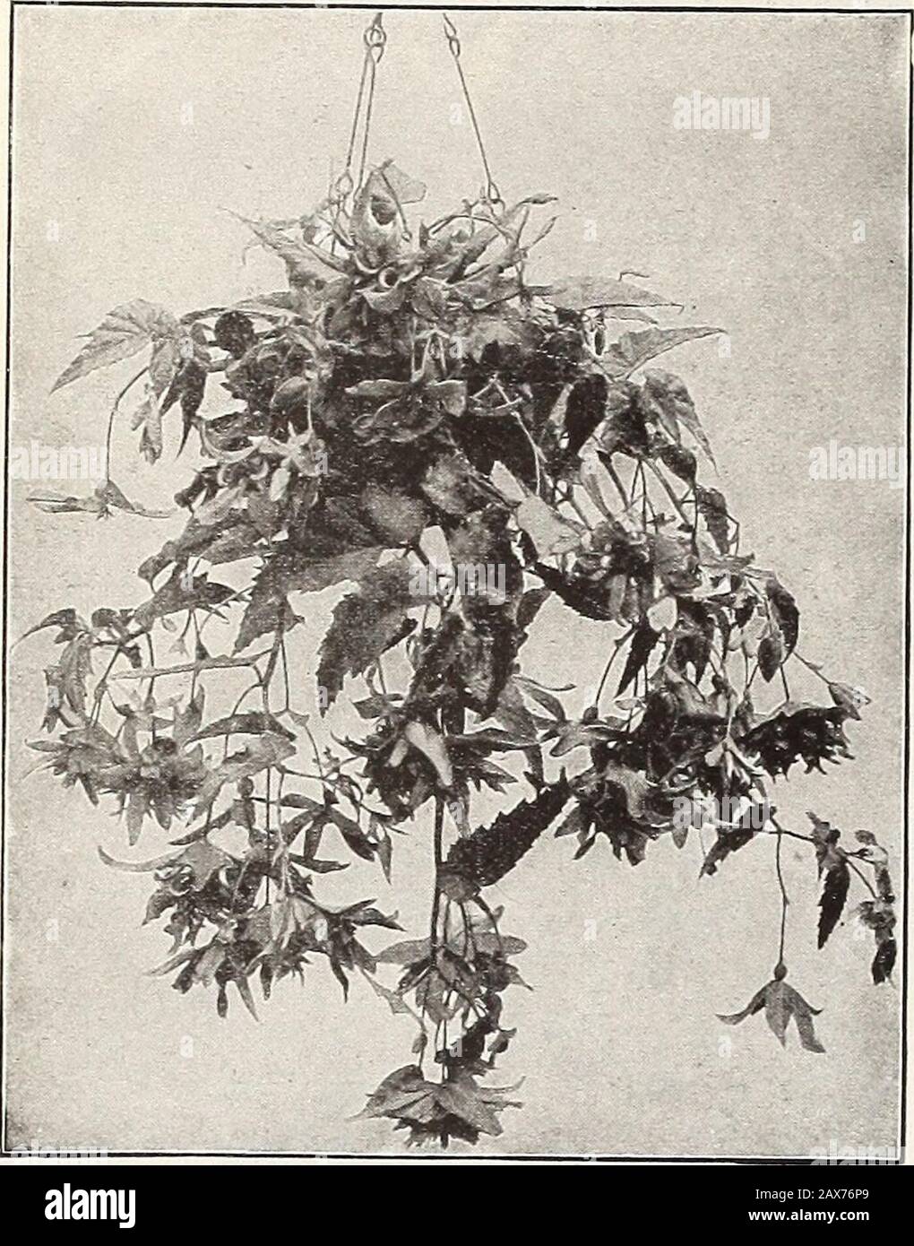 Currie's farm and garden annual : spring 1915 . AQUILEGIA CURRIES EXTRA CHOICE LONG-SPURRED HYBRIDS. Pkt.Asparagus Sprengeri (Emerald Feather)—One of theeasiest plants to grow in pots or hanging baskets,producing graceful fronds 4 feet long, flowerswhite, followed by red berries. Grows readily fromSeed. 15 Seeds 10 Bachelor Button—See Cornflower. ASPARAGUS PLUMOSUS NANUS. BALLOON VINE. Cardiospermum Halicaca- bum—A rapid growingannual climber. Suc-ceeds best in light soiland warm situations,flowers white. Seed ves-sels look like miniatureballoons. H. A. 5 feet. BARTONIA. Aurea—Showy plants wit Stock Photo