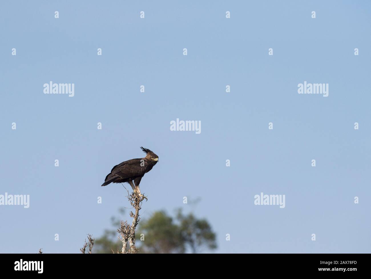 Long Crested Eagle sitting on a tree seen at Masai Mara, Kenya, Africa Stock Photo