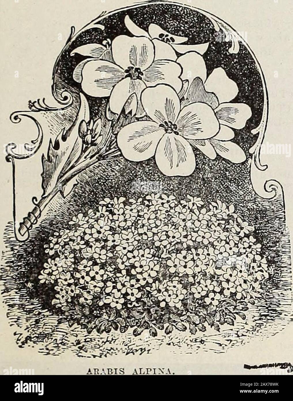 Currie's farm and garden annual : spring 1915 . erulea—Fine porcelain blue, center petals white 5 Glanriulosu (True)—Blue and white, 1 y2 feet 10 Hnyiodgensis Delieatissimn—A new long-spurred hybrid. Color delicate light yellow; spurs satiny-rose 15 Skinnerii—Scarlet and yellow, 1 % feet 10 Stuartii—Splendid large flower, handsome pale blue - 10 Choice Mixed 5 ARABIS.Alpina—An early blooming plant, well suited for borders androck work. Pure white flowers; height 6 inches. H. P 5 AUBRIETIA (False Wall Cress). H. P. Graeca—Trailing, purple 10 Lclchtlinii Rosea—Rosy carmine 10 AURICULA. Of this b Stock Photo