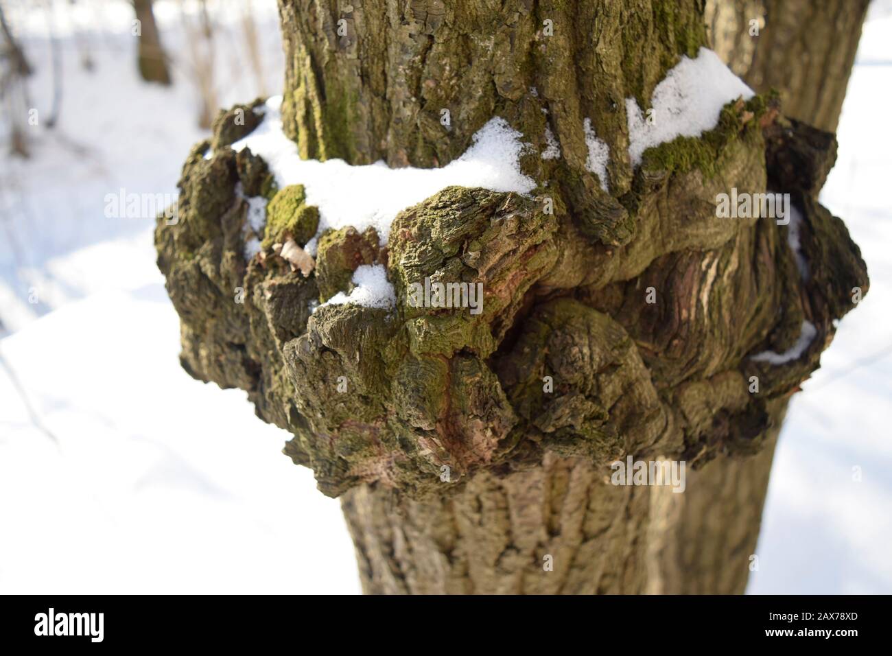 Cap on a birch tree, an outgrowth on a trunk with an abnormal structure ...