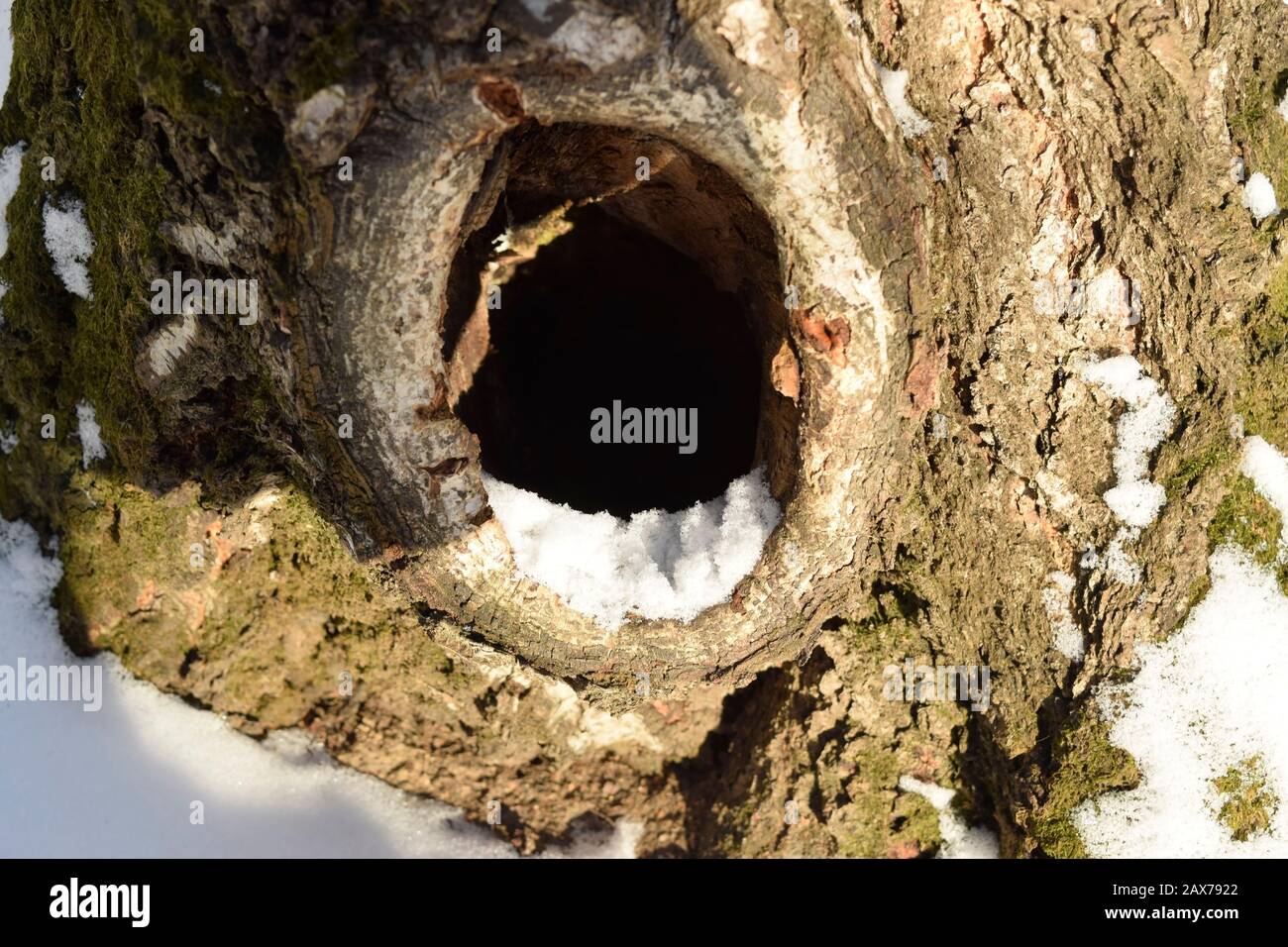 Hollow in the trunk of an old birch. Close up Stock Photo