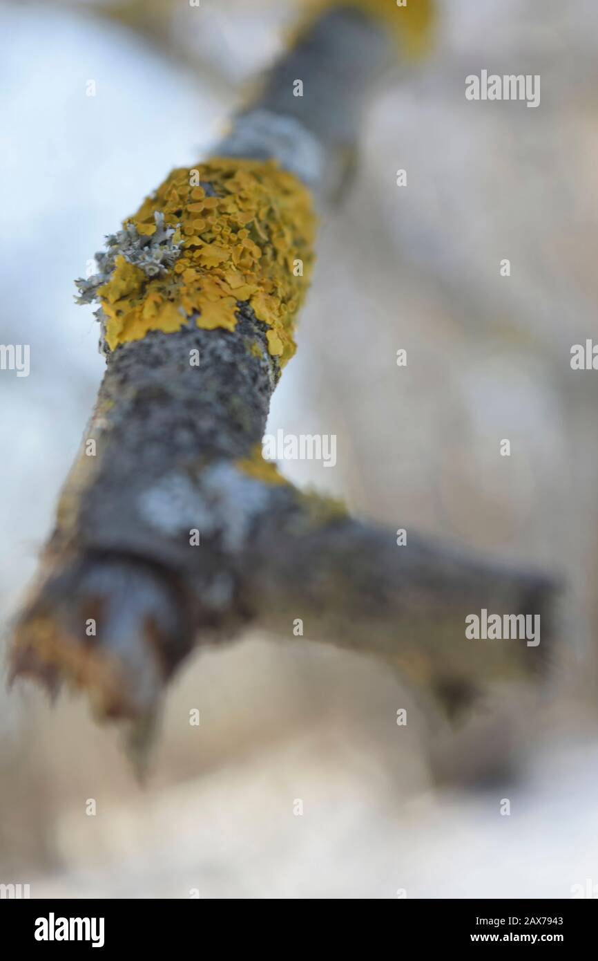 Lichen on a dry branch of a tree. Close up Stock Photo