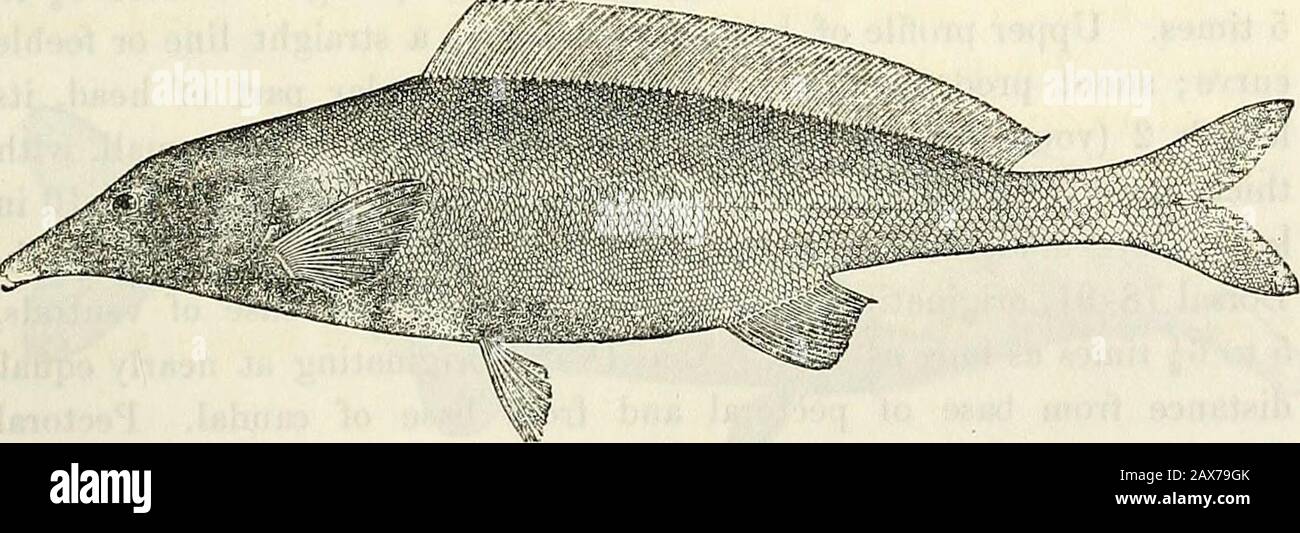 Catalogue of the fresh-water fishes of Africa in the British Museum (Natural History) . ad. 130 scales in lateral line,jp in transverse series on body, 24 round caudal peduncle. Slate-greyabove, white beneath. Total length 360 millim. Uelle River, Congo.—Type in Paris Museum. 12. MORMYRUS LONGIROSTRIS. Peters, Mon. Berl, Ac. 1852, p. 275 ; Gunth, Oat. Fish. vi. p. 216 (1866) ;Peters, Reise Mossamb. iv. p. 83, pi. xvi. fig. 2 (1868) ; Bouleng. Tr.Zool. Soc. xvii. 1906, p. 546 ; Pappenh. Mittb. Zool. Mus. Berl. iii. 1907, p. 362.Mormyrus mucupe, Peters, tt. cc. pp. 275, 87, pi. xvi. fig. 1 ; Gun Stock Photo