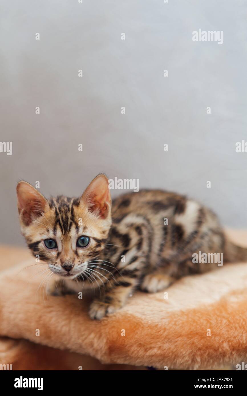 Little cute bengal kitten sitting on a soft cat's shelf Stock Photo - Alamy