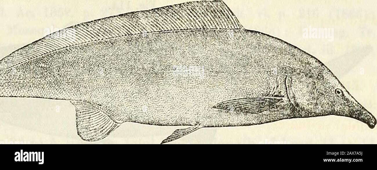 Catalogue of the fresh-water fishes of Africa in the British Museum (Natural History) . Mormyrus cascltive.Khartum (¥. Hi.). . 1—3, 4. (Types of Lower Nile. M. longipinnis.) 5-6. Hgr. & yg. i&gt; 7-9. Hgr. & yg. Nile at Cairo. 10, 11. Ad. & hgr. Nile near Cairo. 12. Ad. Beni Souef, Lower Nile. 13-14. Ad. & hgr. Between Beni Souef and Biba. 15. Skel. 5! ;3 16. Ad. Biba, Lower Nile. 17. Hgr. Lahun, Babr-el-Yusef. 18-21. Yg. Near Luxor. 22-23. Ad. Khartum. 24. Hgr. Nur-ed-Daim, White Nile. 25-28. Hgr. Fashoda, White Nile. 29. Ad. Mouth of Lake No, White Nile Dr. Riippell (C). Capt. S. Flower (P. Stock Photo