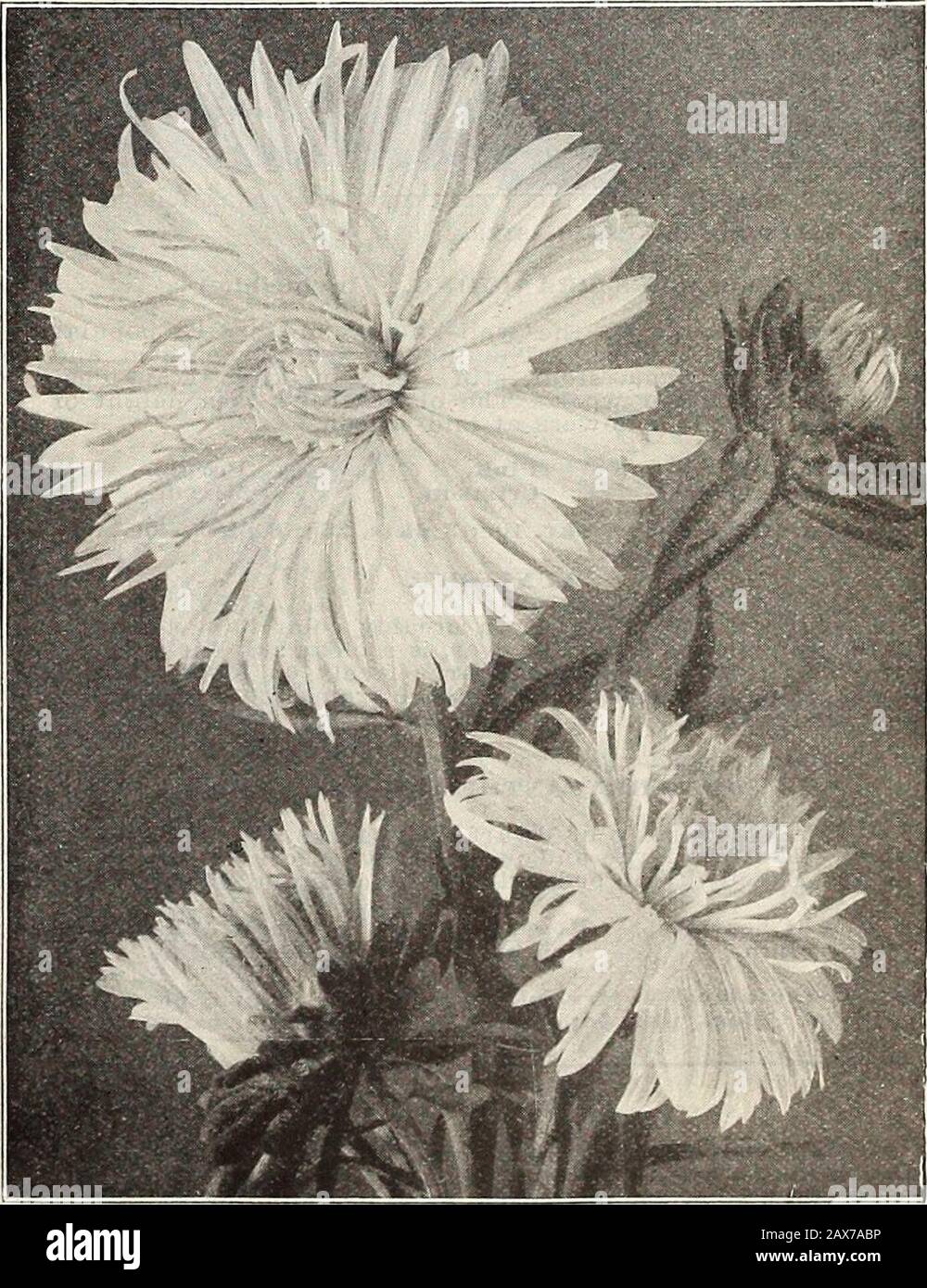 Currie's farm and garden annual : spring 1915 . A grand Aster, growing about 30 inches tall, with strong,straight, upright stems, permitting of close planting. Theflowers are exceptionally large and very double.Pure White, Pink, Rose. Each, per pkt 10 FANCY, CANARY YELLOW. This grand Aster produces flowers of the size of thewell-known Giant Comet type. The flowers are verylarge, often 4 to 5 inches in diameter, the outside petalsbeing finely curled, while the inside petals look liketubes of deep yellow, making an effective flower of acanary yellow color 10 EXTRA EARLY HOHENZOLLERN. They are ex Stock Photo