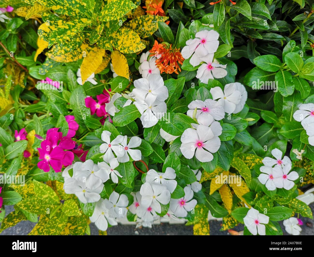 West Indian periwinkle, Bringht eye, Vinca, Cayenne jasmine, Old maid name pink, white, purple color flower in garden Stock Photo