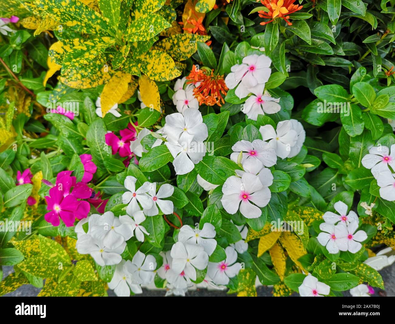 West Indian periwinkle, Bringht eye, Vinca, Cayenne jasmine, Old maid name pink, white, purple color flower in garden Stock Photo
