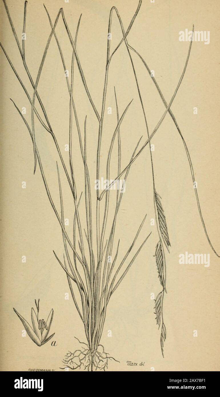 The agricultural grasses and forage plants of the United States; and such foreign kinds as have been introduced . SPARTINA CYNOSUROIDES, Cord msB. Plate 61. njiflDCMAUNSC SPARTINA JUNrr.A %m&l Plate 62. Stock Photo