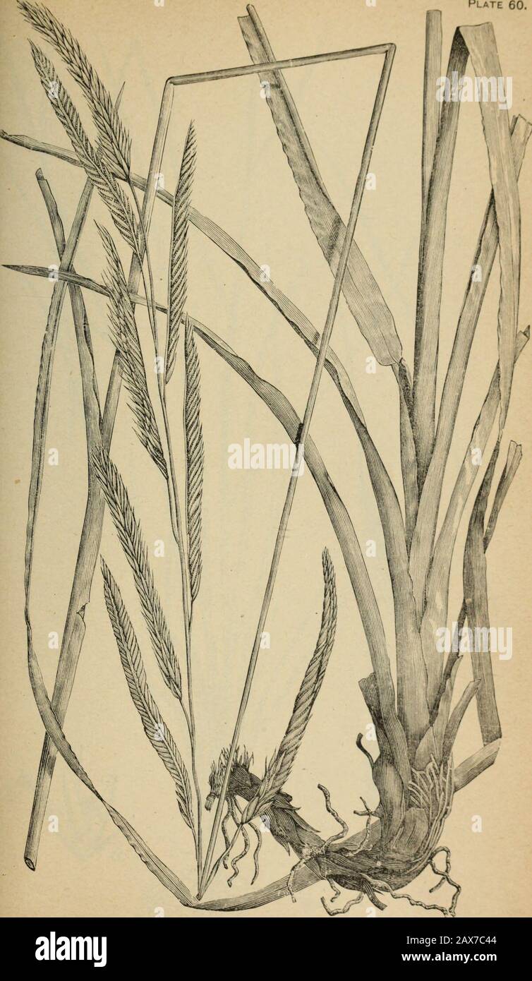 The agricultural grasses and forage plants of the United States; and such foreign kinds as have been introduced . CYNODON Dactylon, Bermuda grass. Plate 60.. SPARTINA CYNOSUROIDES, Cord msB. Plate 61 Stock Photo