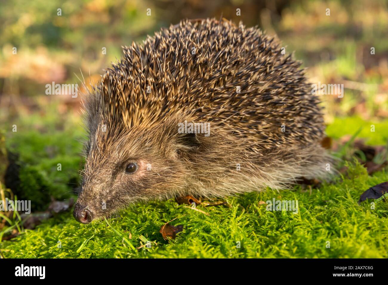 Hedgehog (Latin name: Erinaceus europaeus) Close up of a wild, native  hedgehog in natural woodland habitat, with green moss and grass.  Blurred backg Stock Photo