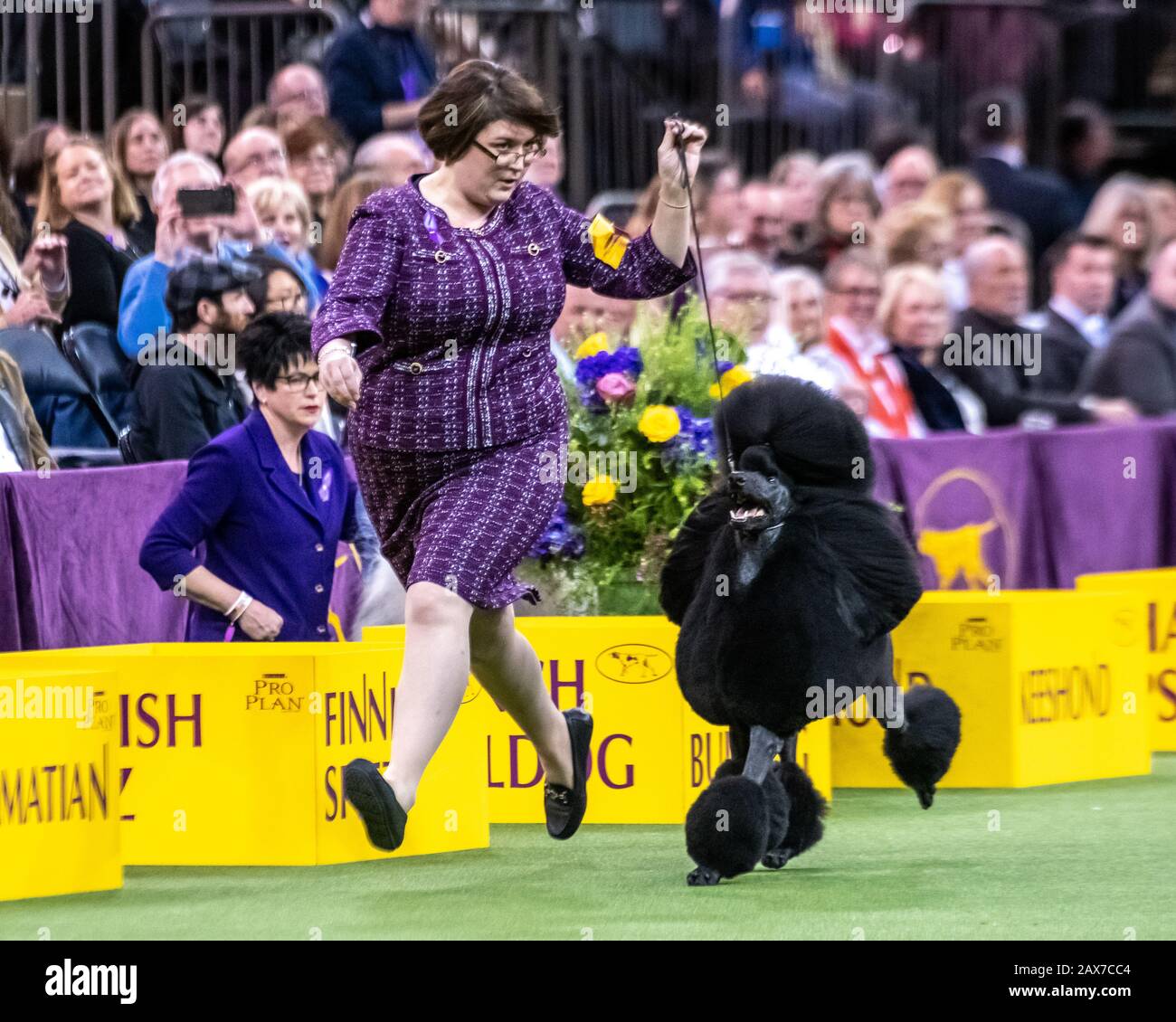 New York, USA. 10th Feb, 2020. Handler Chrystal Clas from Northampton, Pennsylvania, leads her Standard Poodle Siba to victory in the Non-sporting group category at the 144th Westminster Kennel Club Dog show in New York city's Madison Square Garden.  GCHP Stone Run Afternoon Tea, aka Siba, owned by Connie Unger and William Lee, also won Best of Breed for standard poodles earlier in the day. Credit: Enrique Shore/Alamy Live News Stock Photo