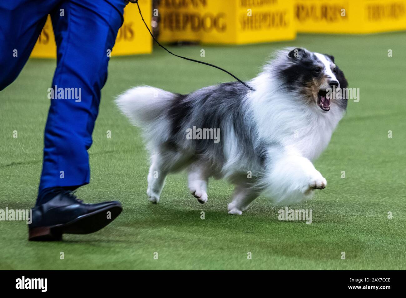 New York, USA. 10th Feb, 2020. Conrad the Shetland sheepdog competes to win the Herding group category at the 144th Westminster Kennel Club Dog show in New York city's Madison Square Garden. Conrad's formal competition name is Syringa-Akadia The Corsair.  Credit: Enrique Shore/Alamy Live News Stock Photo