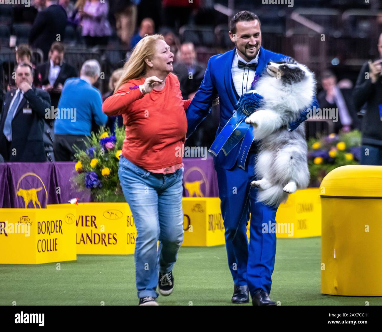 Shetland sheepdog westminster dog show hires stock photography and