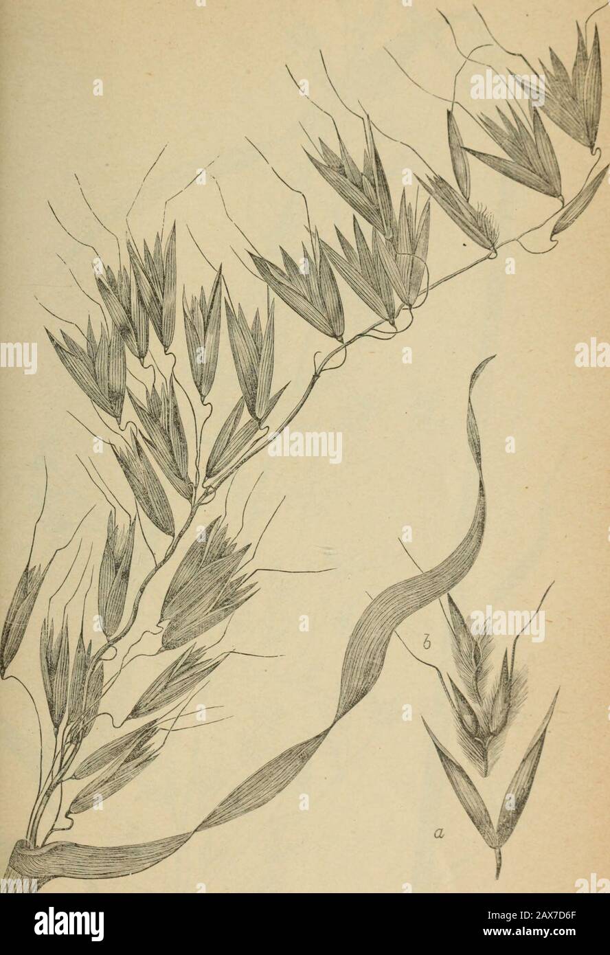 The agricultural grasses and forage plants of the United States; and such foreign kinds as have been introduced . JIULNICHOIS Trisetum subspicatum. Plate 5:. Avexa fatua, Wild oats. Plate 58. Stock Photo