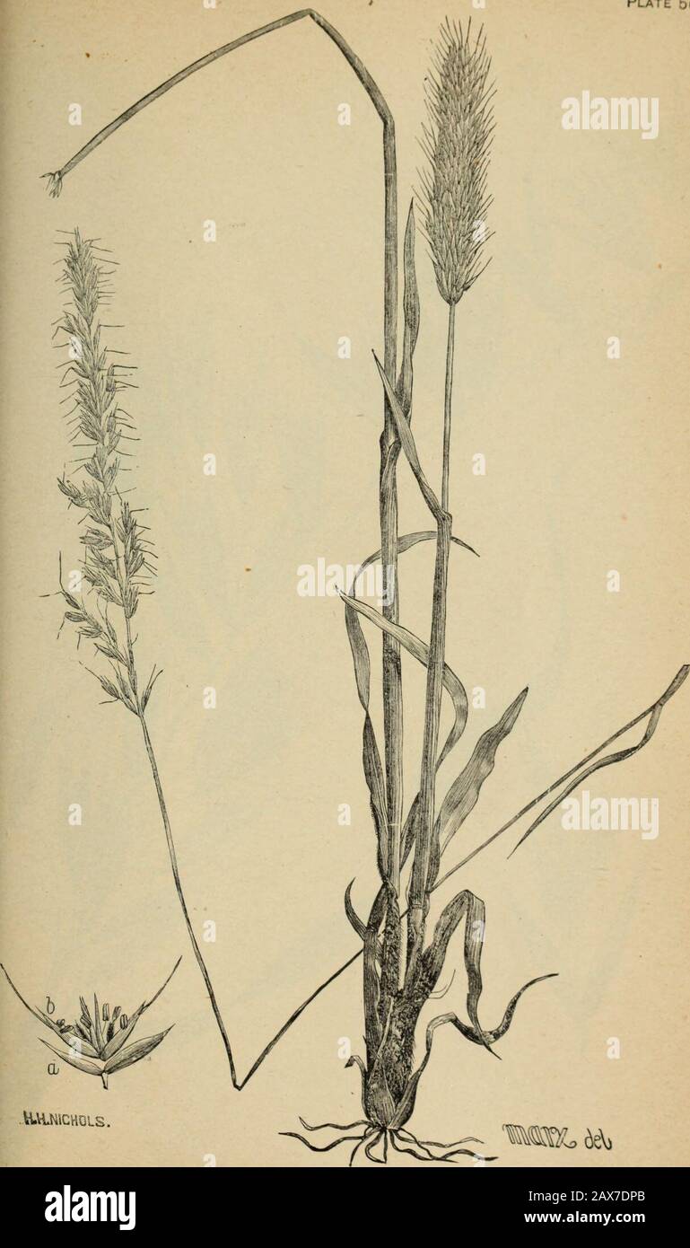 The agricultural grasses and forage plants of the United States; and such foreign kinds as have been introduced . Trisetum palustre. Plate 56.. JIULNICHOIS Trisetum subspicatum. Plate 5: Stock Photo