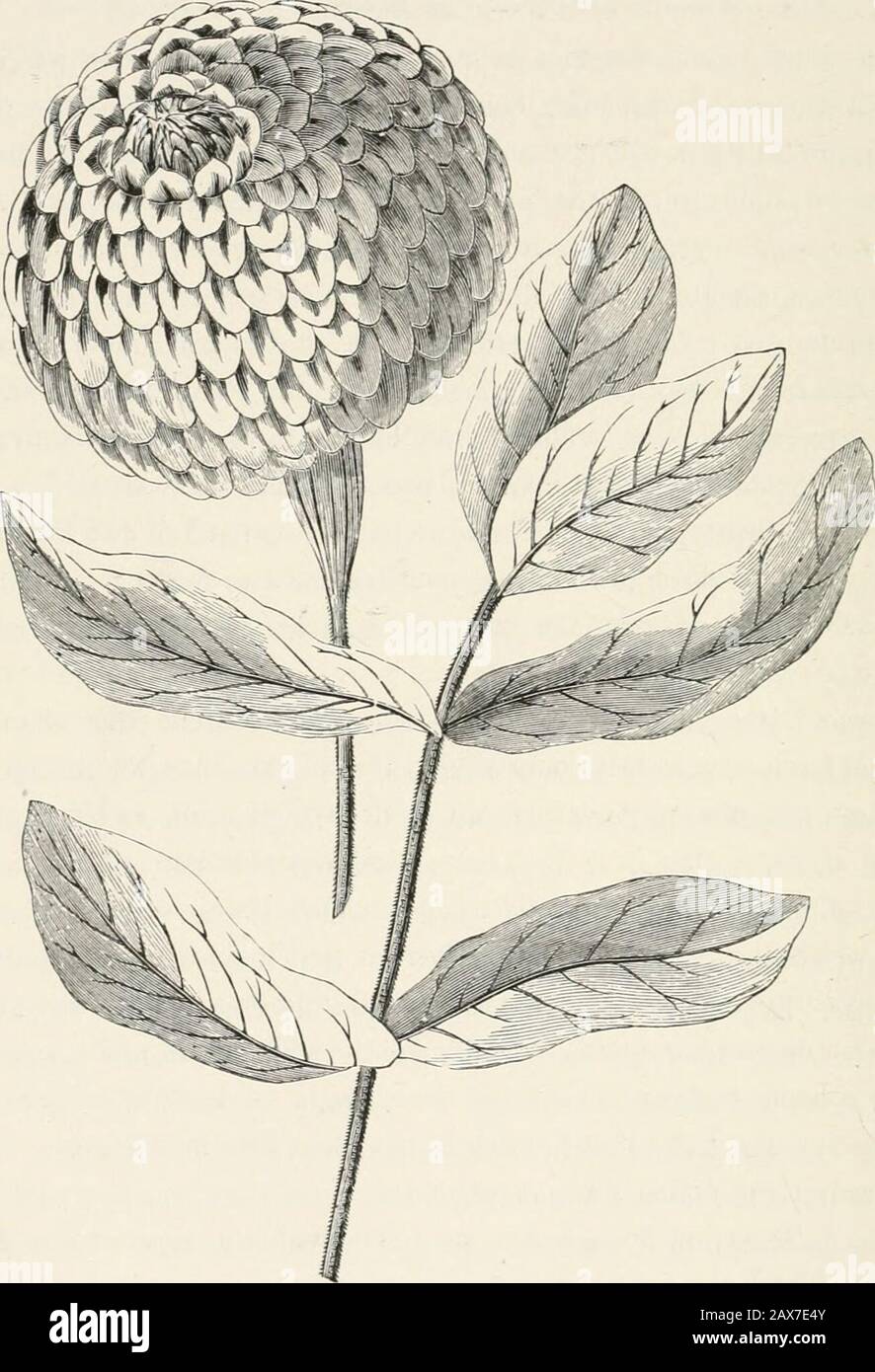 The American journal of horticulture and florist's companion . a persistingcharacter. The rays are a dull red, turning to a faded brown, and so continue;while the disk, which at first is flat, projects as the florets successivelybloom, until it forms a cone, when it presents an unsightly appearance.This species has long since been discarded from the flower-garden. Zinniapauciflora, or few-flowered, was introduced from Peru in 1753, and has agreat resemblance to Z. multiflora, except the small number of flowers, andthe color, which is a brownish yellow : this has also gone into exile with itsre Stock Photo