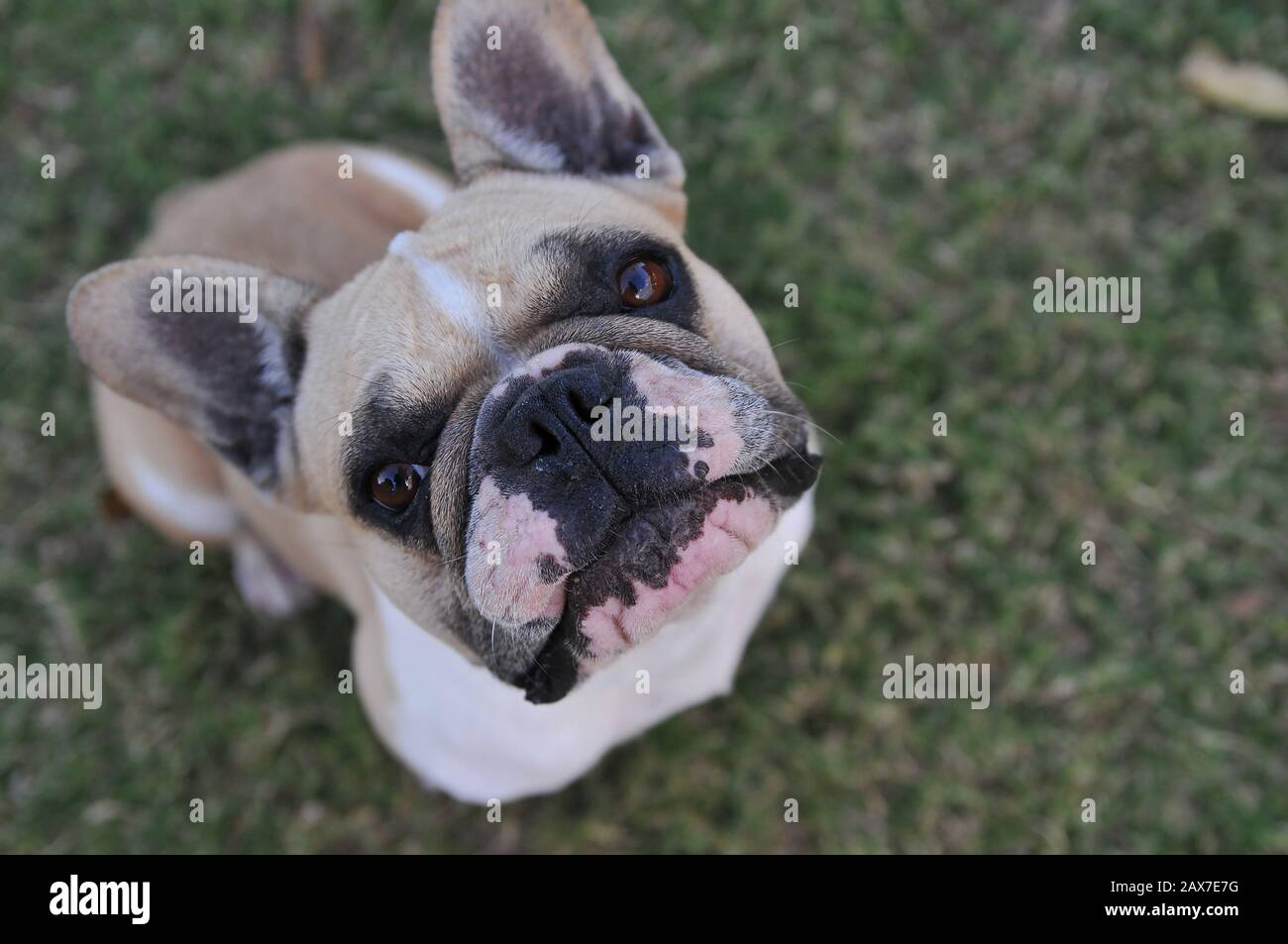 Fawn French Bulldog Stock Photo - Alamy