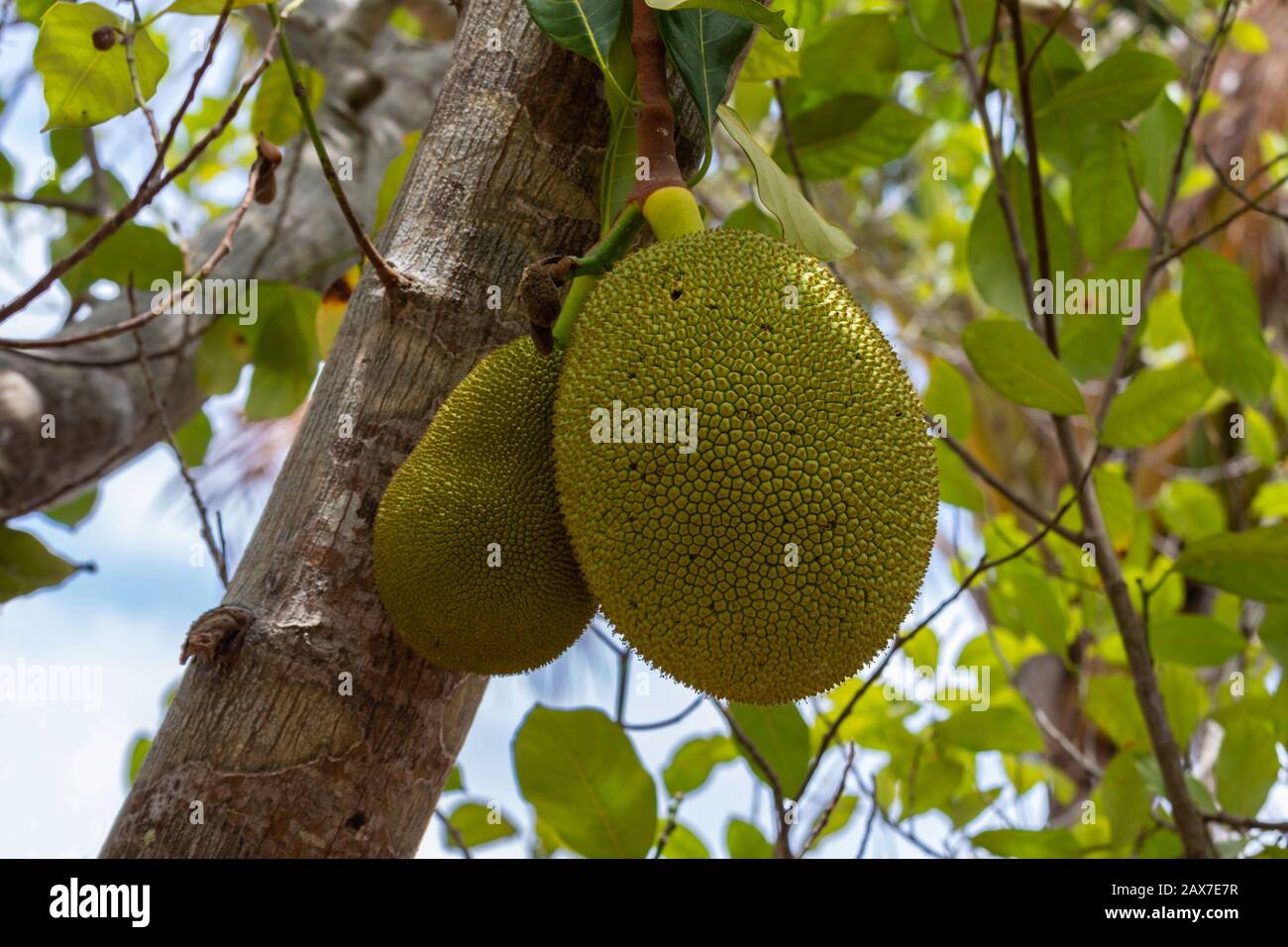 Pair of jackfruit (Artocarpus heterophyllus) hanging from tree on a farm in Indonesia. Stock Photo