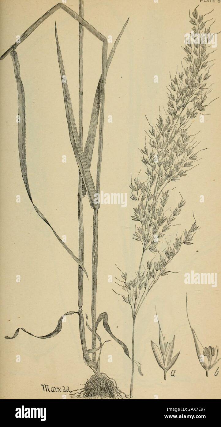 The agricultural grasses and forage plants of the United States; and such foreign kinds as have been introduced . ?Nichols *Sc Holcus lanatus, Velvet g Plate 55.. Trisetum palustre. Plate 56. Stock Photo