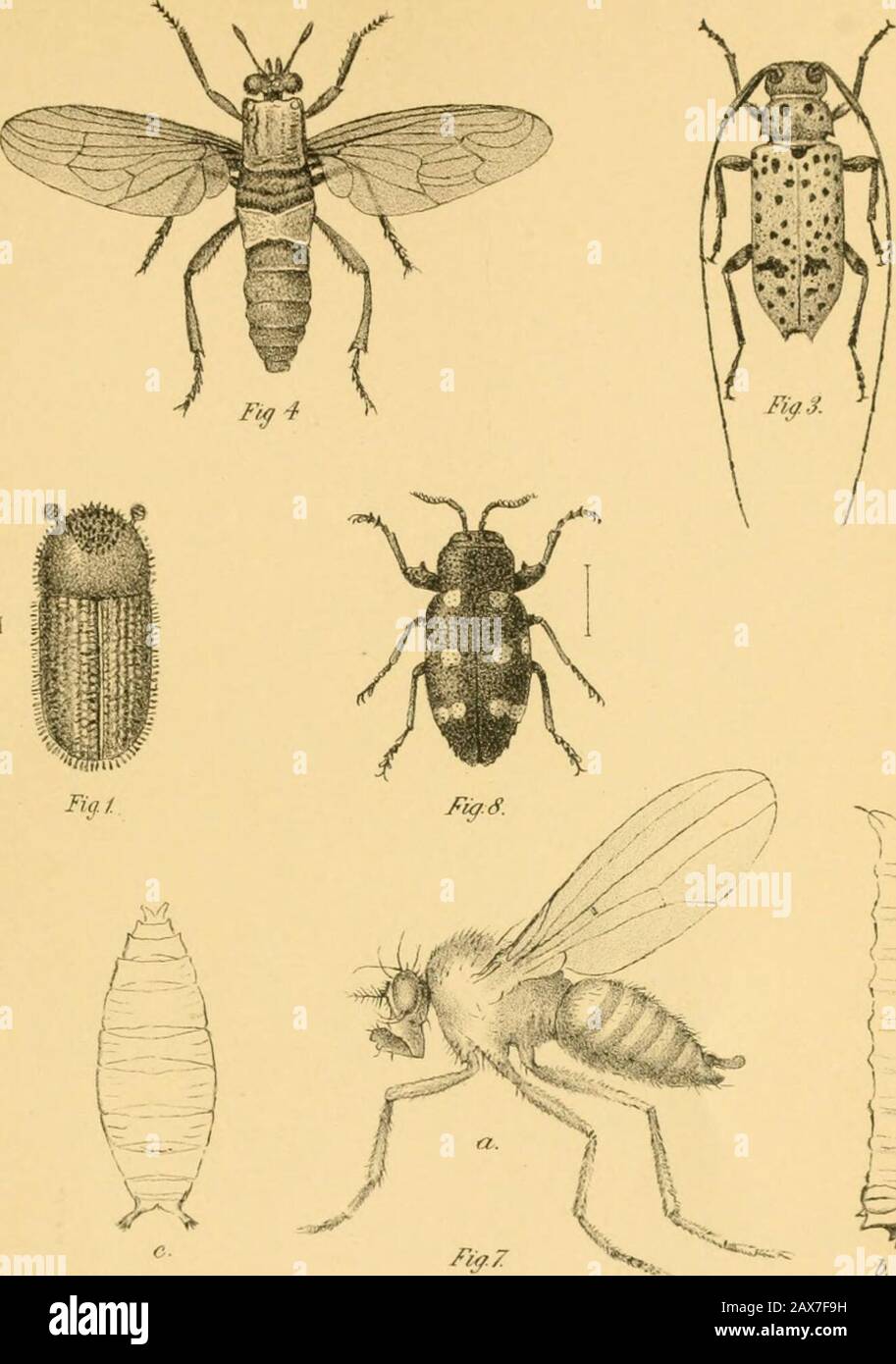 Range Insects Insects affecting the orange . rSAAOAlCeCM MISCELLANEOUS DRANGE INSECTS ...