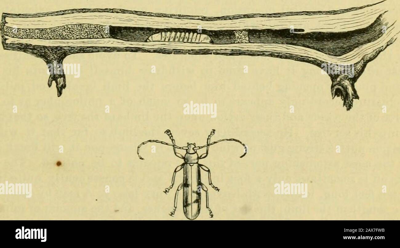 Fifth report of the United States Entomological Commission, being a revised and enlarged edition of Bulletin no7, on insects injurious to forest and shade trees . length of a legwith terminal claw, 0.4^; length from base of labrum to posterior edge of meta-thoracic segment, 5; length of first and second abdominal segment, each, 2™;length from base of third abdominal segment to end of body, 28™™; width of each ofsegments 2 to 6, 6™™; the seventh and eighth segments are slightly wider. Found in an oak log at Providence, R. I., May 20, 1881. Compare also pi. xvii, Fig. 2; xix, Fig. 2; xx, Fig. 3. Stock Photo