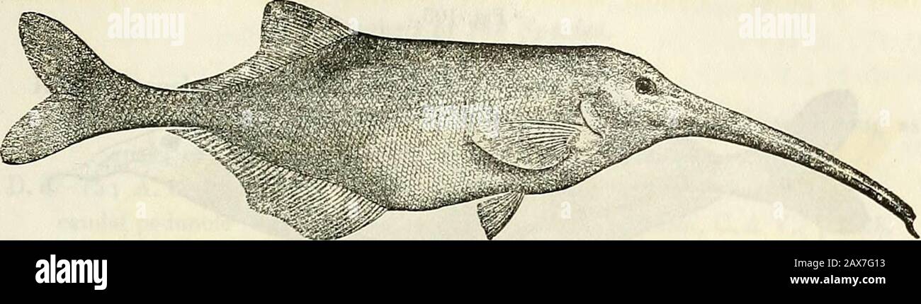 Catalogue of the fresh-water fishes of Africa in the British Museum (Natural History) . 11, and Poiss. Bass. Congo, p. 107 (1901). Depth of body 4f to 5 times in total length, length of head 2f to 2^times. Upper profile of head convex ; snout produced into an extremelylong, compressed tube, feebly curved downwards, its length, in the adult,5 to 5^ times postocular part of head, and 20 times its least depth,which equals diameter of eye ; latter ?§- interorbital width ; lower jawwith a compressed dermal appendage nearly as long as eye; teethconical, 7 in upper jaw, 4 or 6 in lower. Dorsal 27-34, Stock Photo
