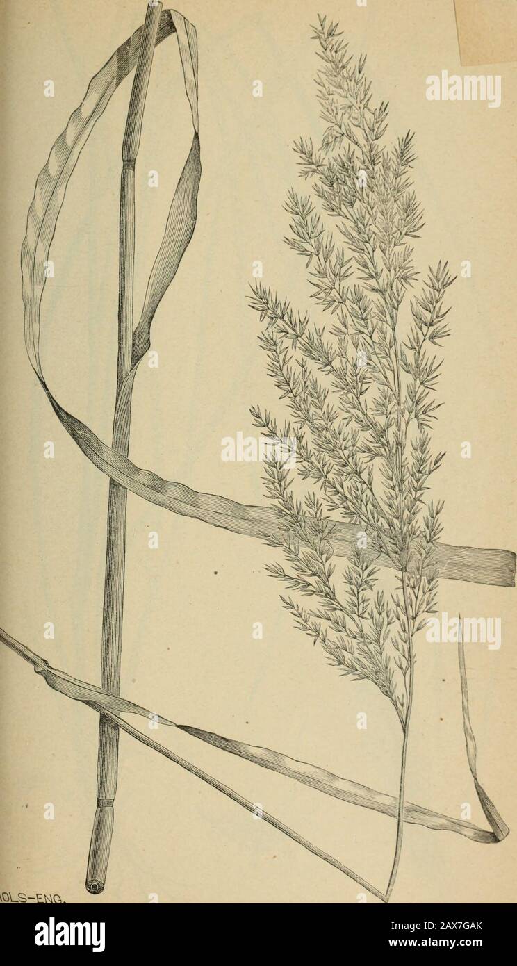 The agricultural grasses and forage plants of the United States; and such foreign kinds as have been introduced . ClNNA ARUNDINACEA.. &gt;-EV4G, Calamagrostis (Deyeuxia) Canadensis, Bhiejoint. UKHX-DE.L.. Plate 52. Stock Photo