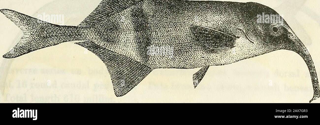 Catalogue of the fresh-water fishes of Africa in the British Museum (Natural History) . h 380 millim. Congo.—Types in Congo Museum, Tervueren. 1-2. Ad. & hgr., two of Upoto, Upper Congo. Cap! Wilverth (O.J. the types. 3. Yg. Banzyville, Ubanghi. Capt. Royaux (C.). 4-5. Yg. Stanley Pool. M. De Meuse (C). G. Hgr. Boma, Lower Congo. M. P. Delliez (C). 7. Yg. Lower Congo. Bev. J. Pinnoek (C). 29. GNATHONEMUS IBIS.Bouleng. Ann. Mus. Congo, Zool. ii. p. 25, pi. vii. rig. 4 (l!02j. Depth of body i to 4-f times in total length, length of head 3^ to 3$times. Snout produced into a long, strongly compre Stock Photo