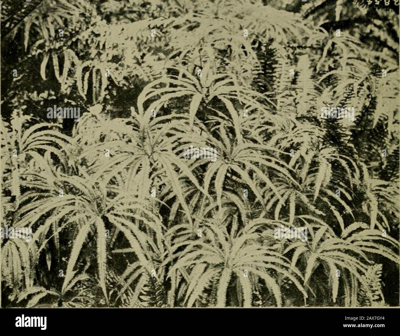 New Zealand plants and their story . =^1 .&lt; -r^H P4 0^-. Fig. 97.—^Tlu umbiclhi-fern (Gleichenia Cunninghiuuii) growing in wet forestLands Depirtmeht.l in Stewart Island. [Photo, L. Cockayne. Stock Photo