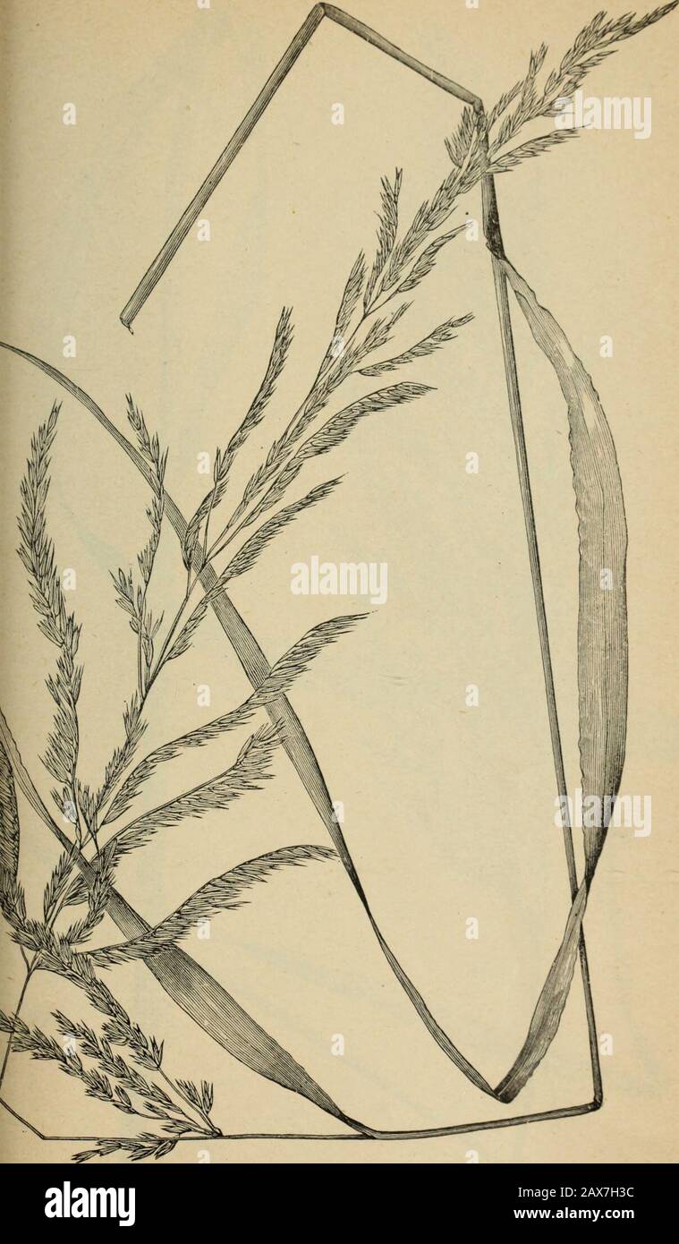 The agricultural grasses and forage plants of the United States; and such foreign kinds as have been introduced . Agrostis exarata, Western red top. Plate 50.. ClNNA ARUNDINACEA. Stock Photo